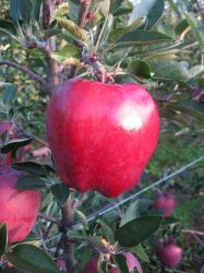 ROAT (Prov. PBR) KING Red Delicious (R)